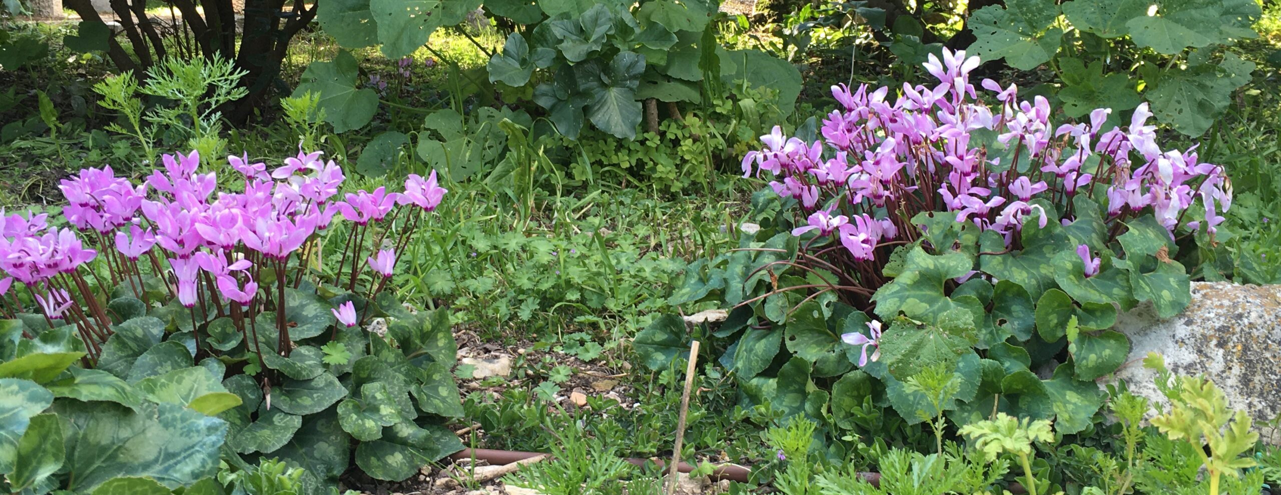 Garden at Emmaus