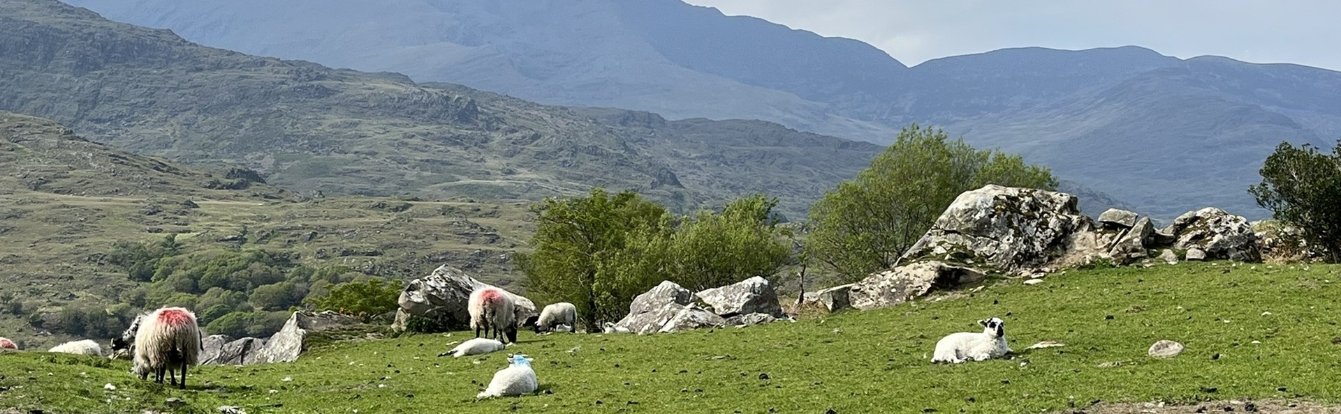 Sheep on hillside in Ireland