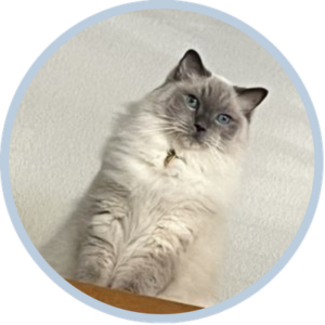 Silvershine cat